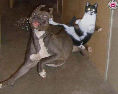 chien chat