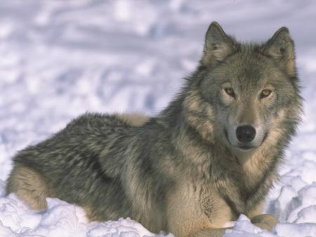 loup
